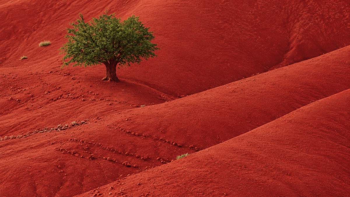 A lone tree on rolling red hills