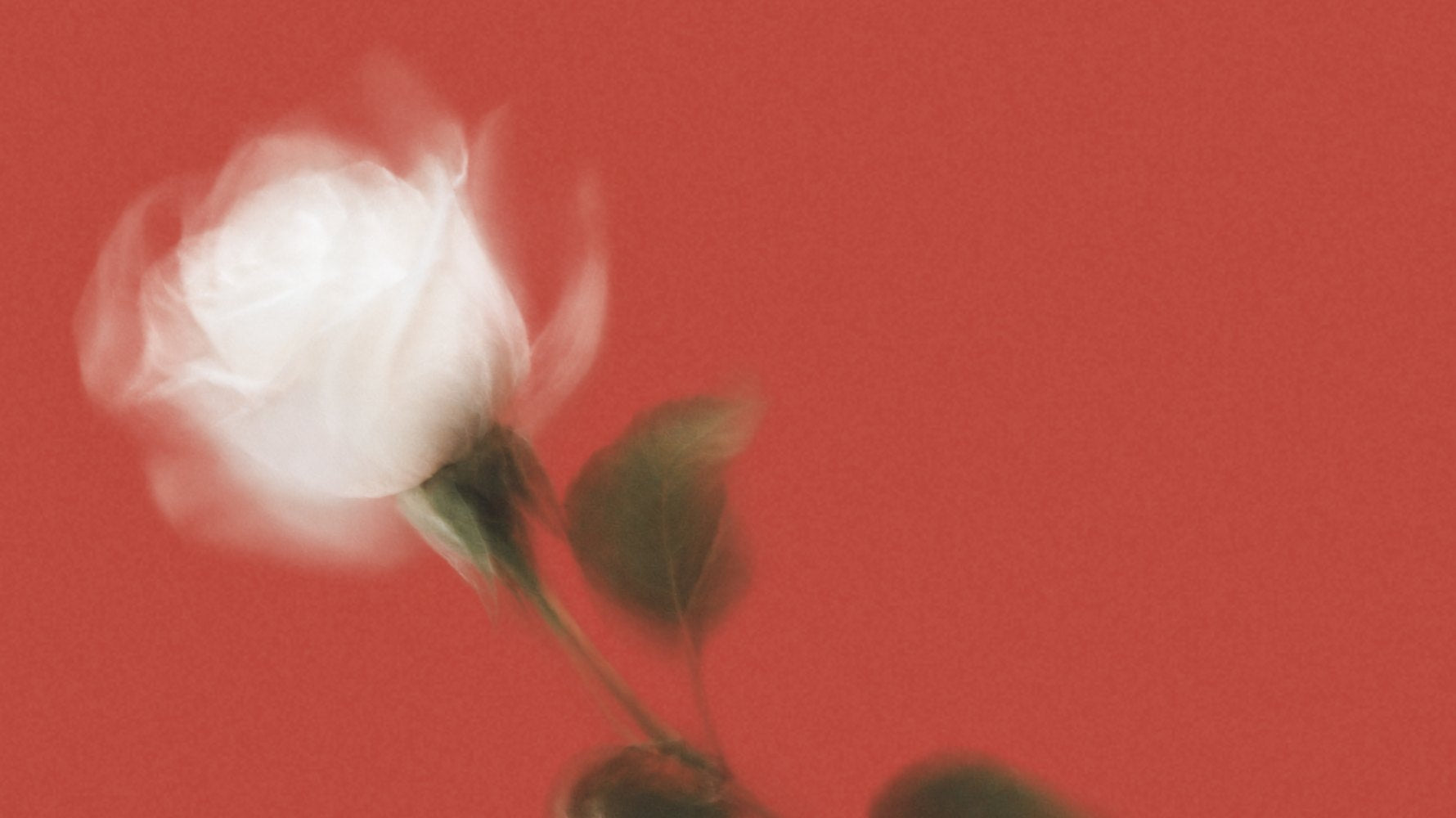 A soft-focus white rose on Cellin red